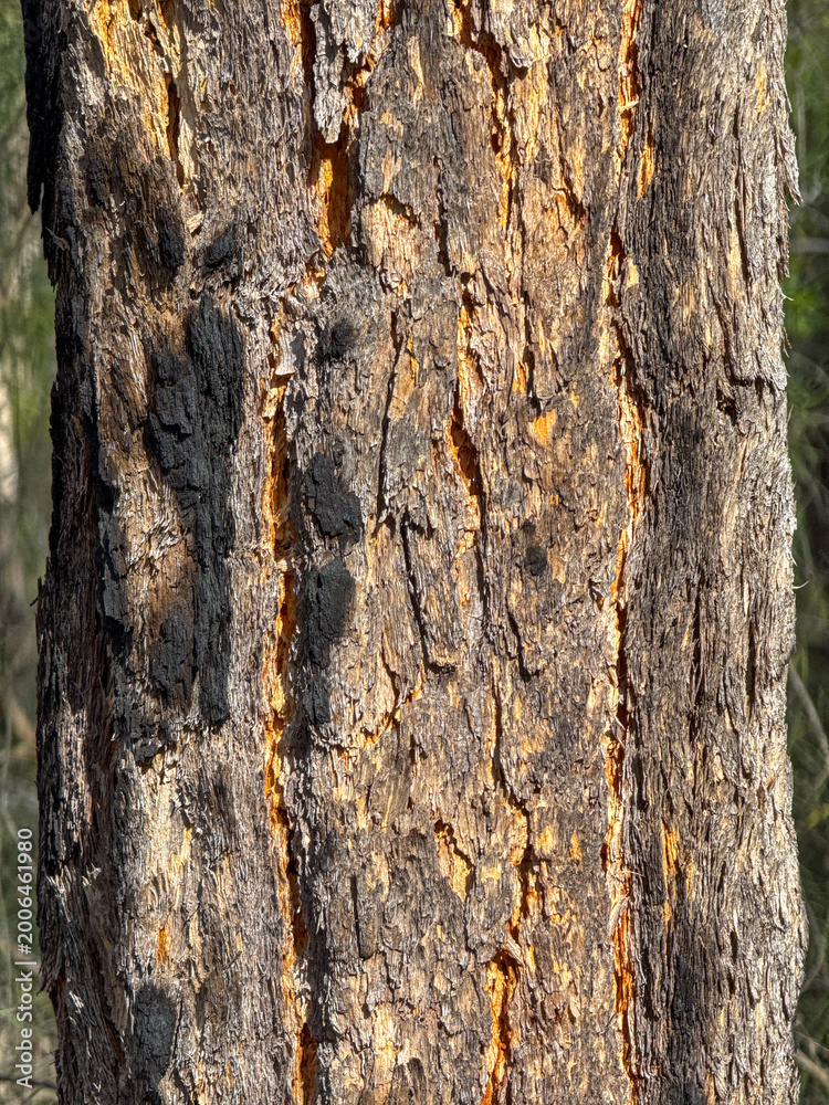 Obraz premium Ironbark Eucalyptus Bark Orange Fissures, Thirlmere Lakes National Park NSW Australia
