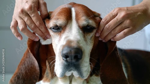 Serene Basset Hound enjoys devoted ear cleaning, its long ears delicately tended by caring human hands