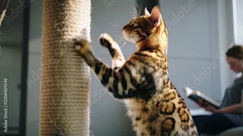 Radiant Bengal feline finds pure bliss scratching tall sisal column inside sun-drenched dwelling while a person reads quietly