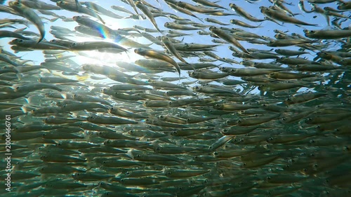 Vast school of Silversides Atherina sparkles in bright sunlight against blue sky, backlit by sun, bottom view. Small fish swims gleaming of vivid sunshine. Atherina swim in vibrant sunburst