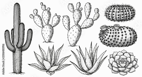A detailed ink sketch of desert plants including cacti and succulents