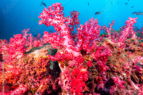 Beautiful vibrant pink soft coral reef underwater in deep blue ocean. Serene marine life flourishes in colorful sea ecosystem at richelieu rock,