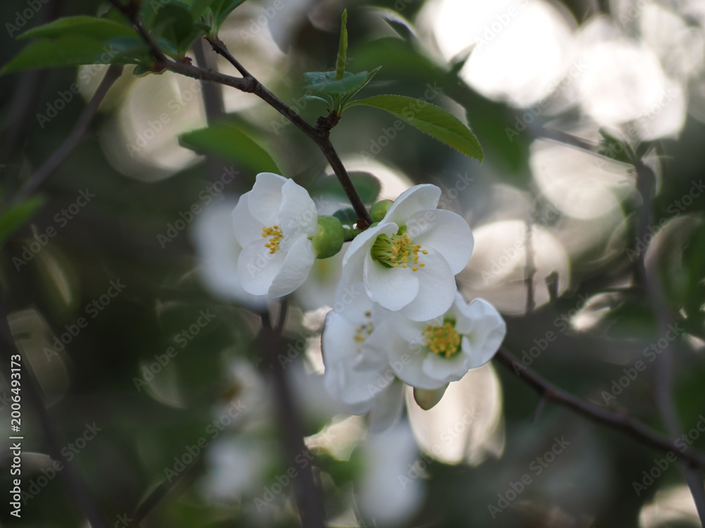 Obraz premium White flowers blooming in the park in the evening 白い花 公園 花