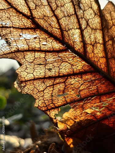 Close-up of a withered leaf showing complex natural structures with warm golden light, creating a beautiful autumn atmosphere.