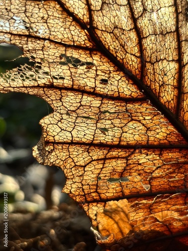 Detailed view of a decaying brown leaf with holes, revealing delicate veins under bright sunlight in a natural setting.