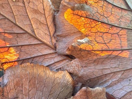 Close-up of papery brown leaves showing complex natural structures. The warm light enhances the organic detail of the withered foliage.