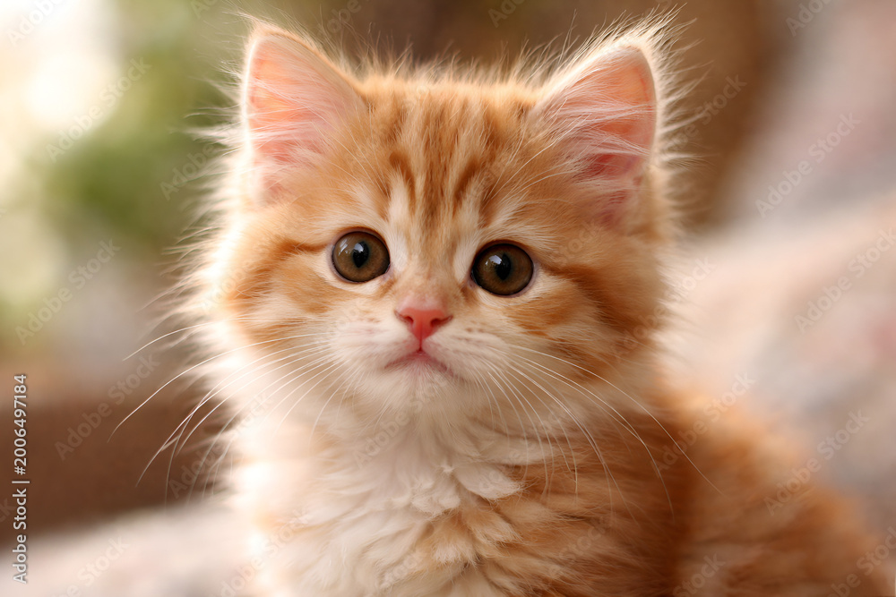 Fototapeta premium Close up of a cute ginger kitten with fluffy fur and big eyes for pet care, animal welfare, domestic pet ownership, and veterinary concepts.