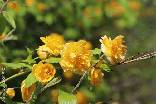 日本の春の庭に咲くオレンジ色の八重咲きのヤマブキの花