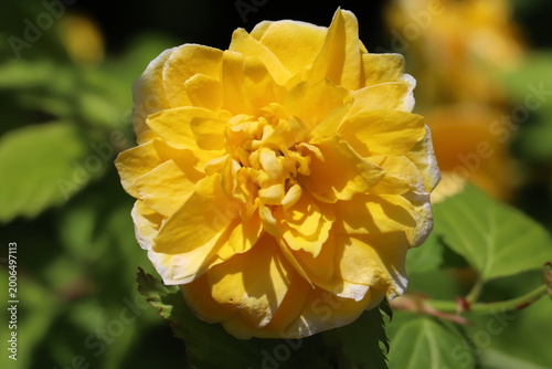 日本の春の庭に咲くオレンジ色の八重咲きのヤマブキの花