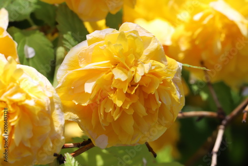 日本の春の庭に咲くオレンジ色の八重咲きのヤマブキの花