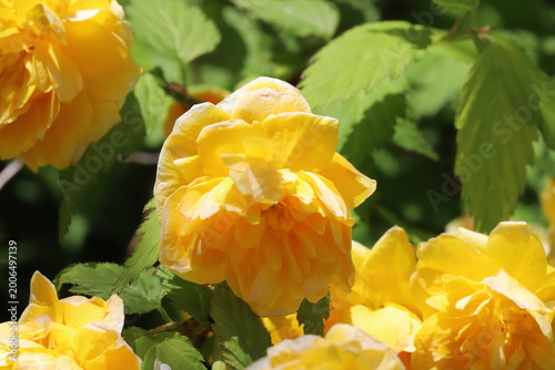 日本の春の庭に咲くオレンジ色の八重咲きのヤマブキの花