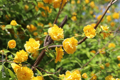 日本の春の庭に咲くオレンジ色の八重咲きのヤマブキの花