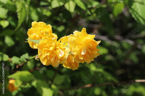 日本の春の庭に咲くオレンジ色の八重咲きのヤマブキの花