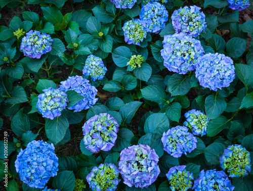 Принти на полотні Close-up of vibrant blue hydrangea (Hydrangea macrophylla) flowers in full bloom with lush green leaves