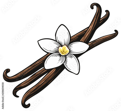 Vanilla Bean Pods and Delicate Flower Blossom Illustration Sweet Dessert Flavoring Ingredient
