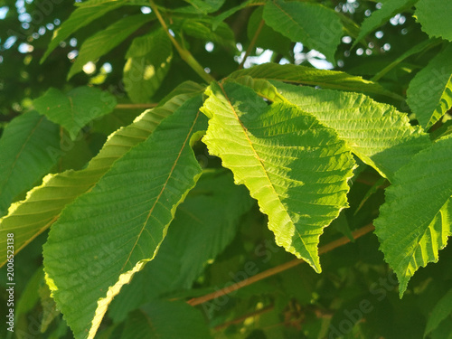 Foto Hojas verdes de castaño de indias con bordes dentados bajo la luz cálida del sol