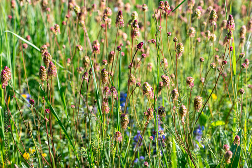 Canvas Print Campo fiorito di sanguisorba in primavera