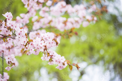 pink cherry blossom