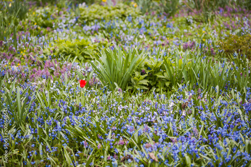 spring flowers in the garden