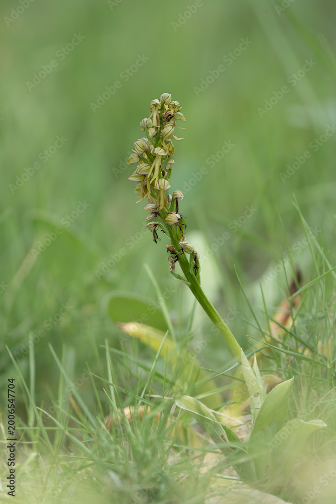 Fototapeta premium Hanging Man Orchid, Orchis anthropophora, Catalonia, Spain, Europe