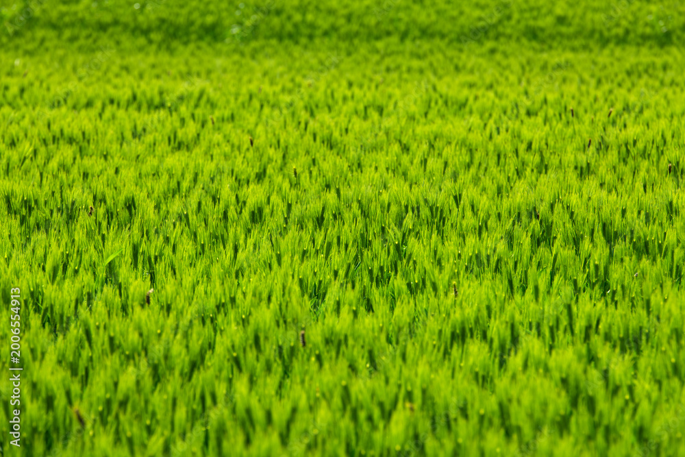 Obraz premium Vibrant Green Barley Field Texture in Spring