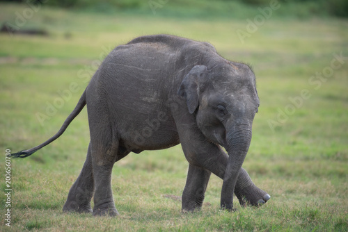 Life in the Herd: Authentic Storytelling of Sri Lankan Elephant Behaviors