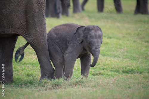 Life in the Herd: Authentic Storytelling of Sri Lankan Elephant Behaviors