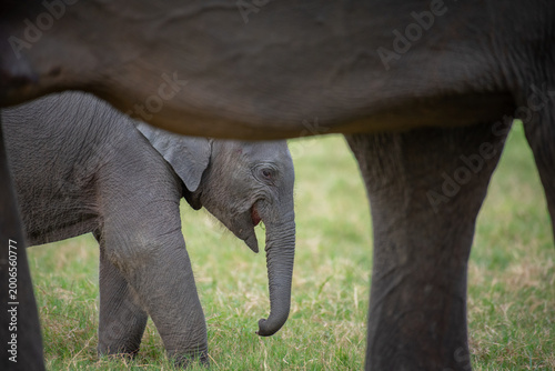 Life in the Herd: Authentic Storytelling of Sri Lankan Elephant Behaviors