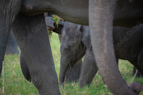 Life in the Herd: Authentic Storytelling of Sri Lankan Elephant Behaviors