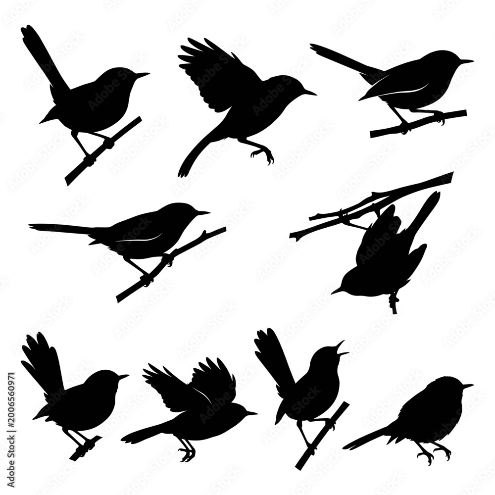 Fototapeta premium Black and white vector silhouette set of Blue-Gray Gnatcatcher.