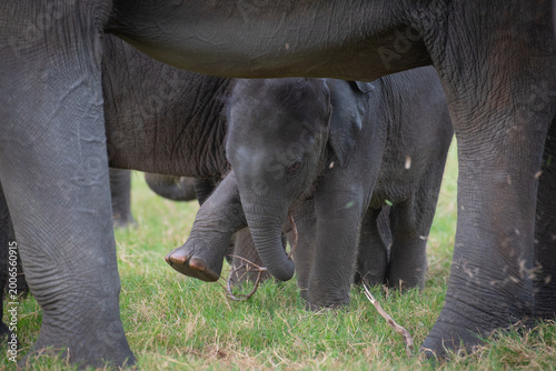 Life in the Herd: Authentic Storytelling of Sri Lankan Elephant Behaviors