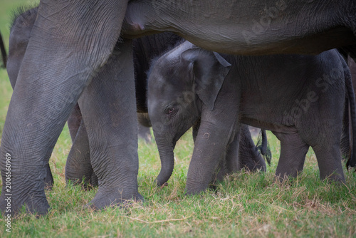 Life in the Herd: Authentic Storytelling of Sri Lankan Elephant Behaviors