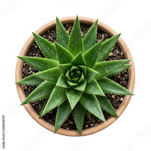 Top view of vibrant green aloe vera plant in terracotta pot