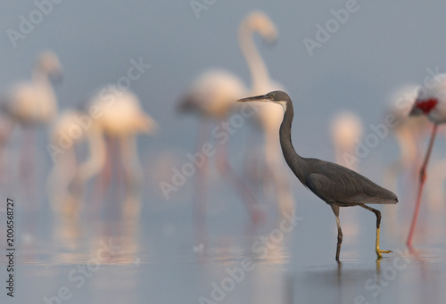 Obraz na płótnie Western reef heron at Eker coast with bokeh of greater flamingos at the backdrop