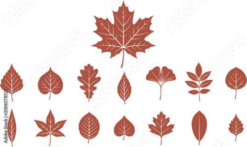 Collection of colorful autumn leaves featuring maple 