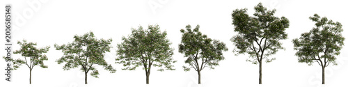 Set Albizia julibrissin trees 3d illustration on transparent background