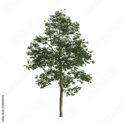 Alns cremastogyne tree 3d illustration on transparent background