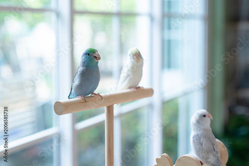 A close up shot of a blue Pacific Parrotlet (Forpus coelestis) eat hemp seed while perched on a wooden stand with other parrotlets in the background.