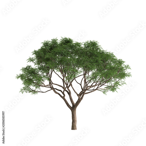 Melia azedarach tree 3d illustration on transparent background