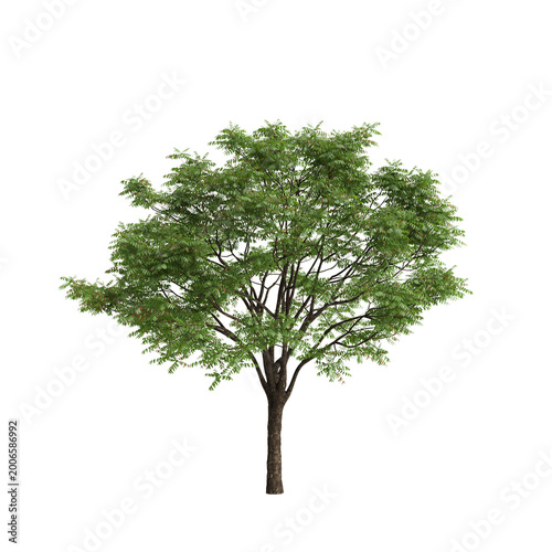 Toona sinensis tree 3d illustration on transparent background