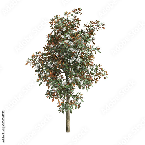 Magnolia grandiflora tree 3d illustration on transparent background