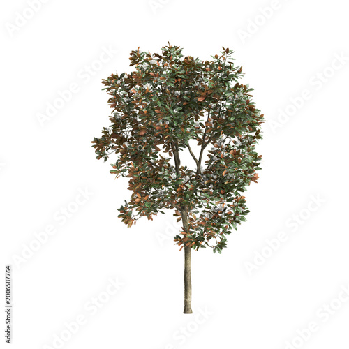 Magnolia grandiflora tree 3d illustration on transparent background