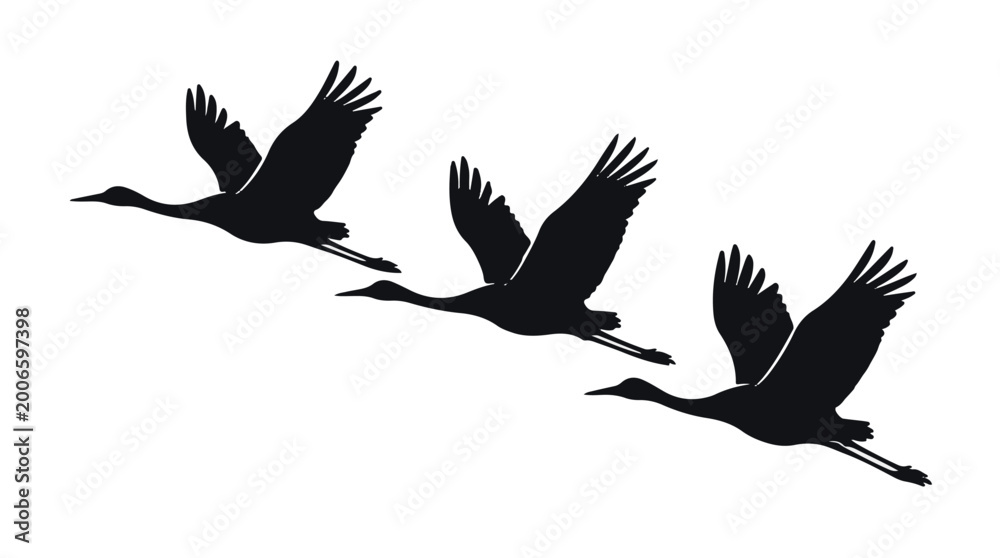 Fototapeta premium Three black cranes flying in formation silhouette against white background, nature wildlife illustration