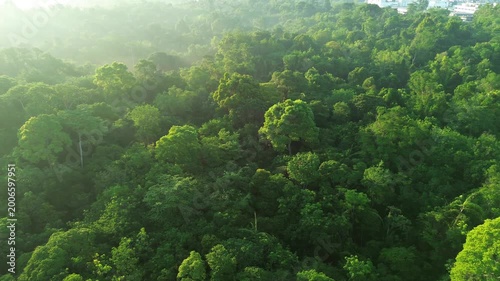 Soaring above a verdant canopy, morning light unveils a majestic, mist-kissed forest expanse