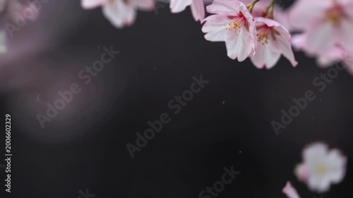 Delicate Cherry Blossom Petals Falling Against Dark Background in Slow Motion