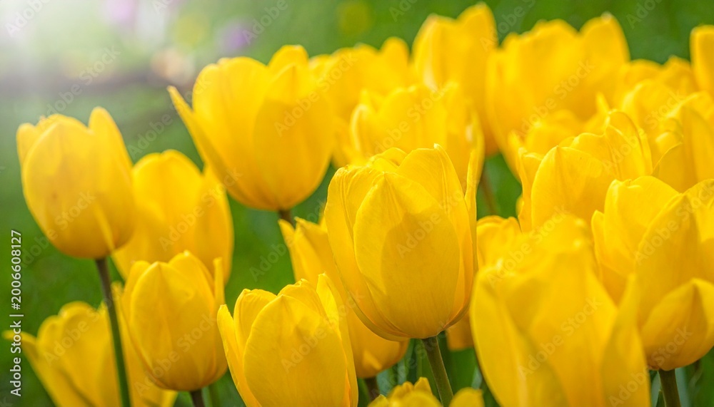 Obraz premium Beautiful spring yelllow tulip flowers background 