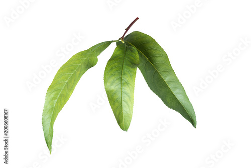 Three fresh peach tree leaves isolated on transparent background. Natural botanical elements for design
