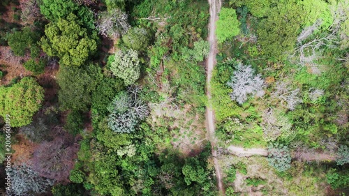 Aerial footage of Parque de los Pericos in San Salvador, El Salvador. Overhanging tropical trees create a natural canopy over the pathway.