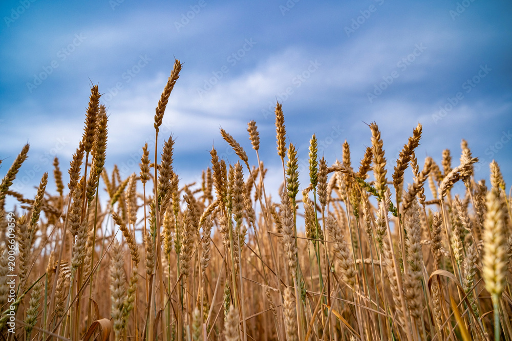 Fototapeta premium Ripe crops thriving under warm sunlight, Bountiful harvest scenes highlighted by glowing sunlight and lush crops