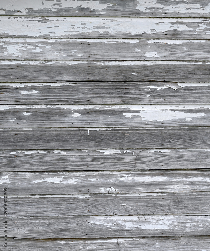Fototapeta premium Close up of heavily weathered white painted beveled clapboard siding with worn flaking peeling cracking paint, exposed natural wood patina, rusty nail heads, nail holes, and dead vine stems